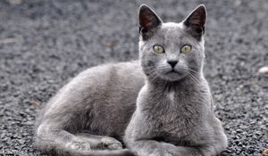 Preview wallpaper cat, gravel, gray