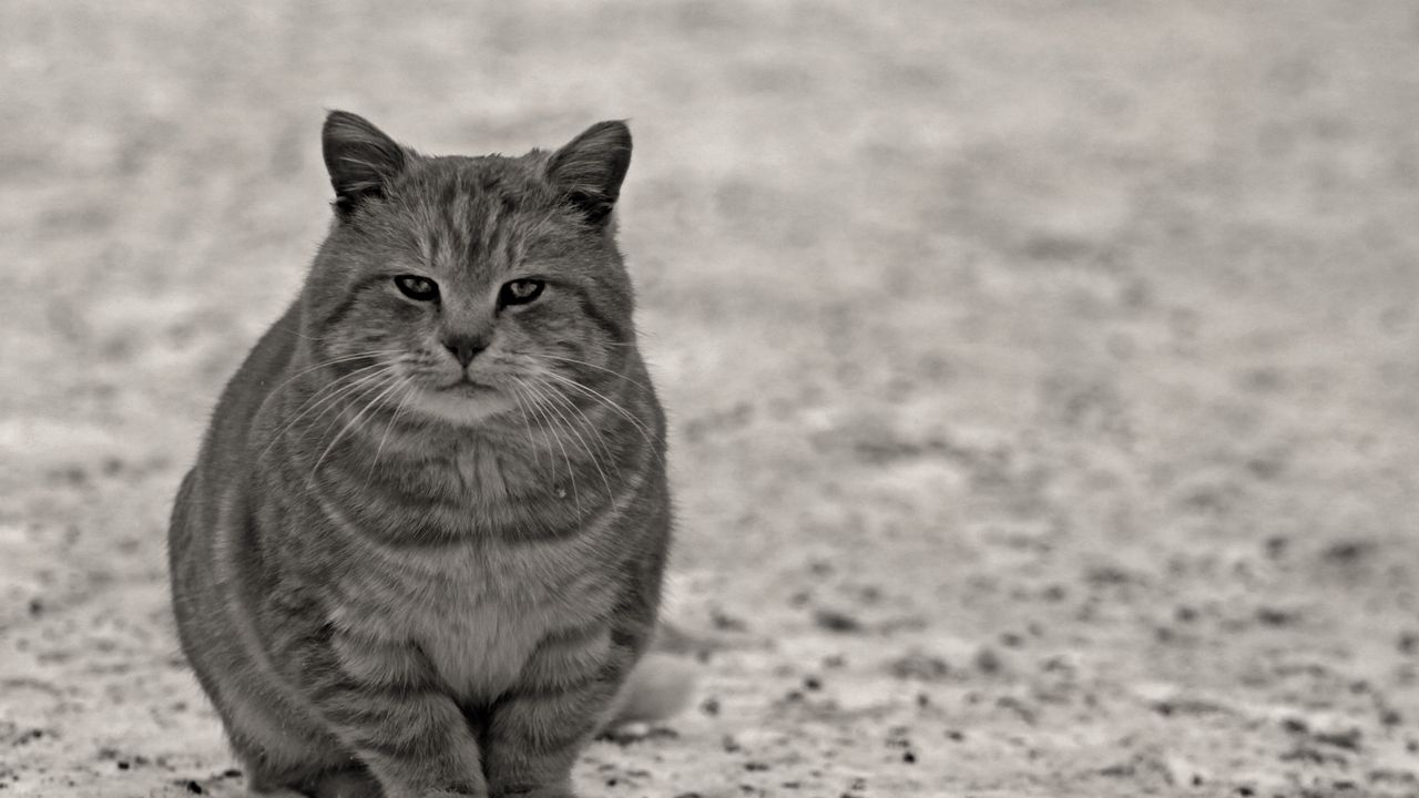 Wallpaper cat, gray, black white, sitting, street