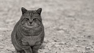 Preview wallpaper cat, gray, black white, sitting, street