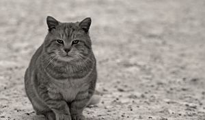 Preview wallpaper cat, gray, black white, sitting, street