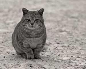 Preview wallpaper cat, gray, black white, sitting, street