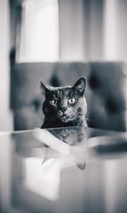 Preview wallpaper cat, gray, bw, pet