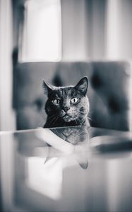 Preview wallpaper cat, gray, bw, pet