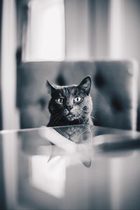 Preview wallpaper cat, gray, bw, pet