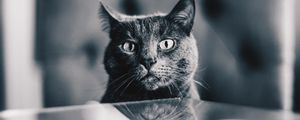 Preview wallpaper cat, gray, bw, pet
