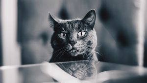 Preview wallpaper cat, gray, bw, pet