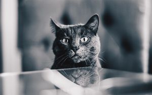 Preview wallpaper cat, gray, bw, pet