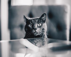 Preview wallpaper cat, gray, bw, pet