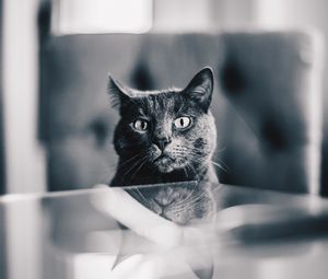 Preview wallpaper cat, gray, bw, pet