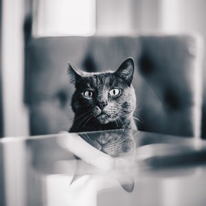 Preview wallpaper cat, gray, bw, pet