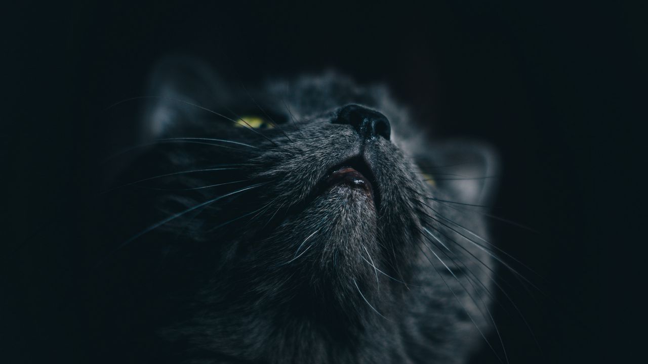 Wallpaper cat, gray, face, pet