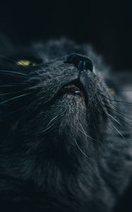 Preview wallpaper cat, gray, face, pet