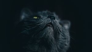 Preview wallpaper cat, gray, face, pet