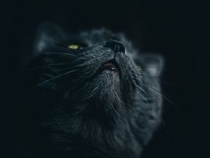 Preview wallpaper cat, gray, face, pet