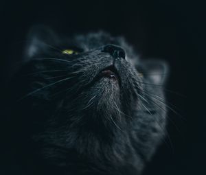 Preview wallpaper cat, gray, face, pet