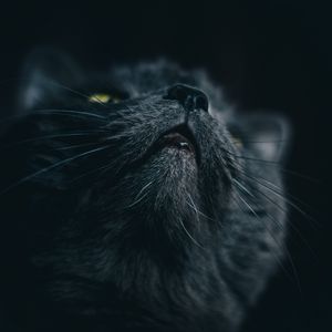 Preview wallpaper cat, gray, face, pet