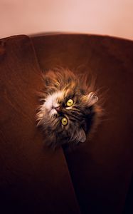 Preview wallpaper cat, gray, fluffy, pet