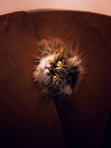 Preview wallpaper cat, gray, fluffy, pet