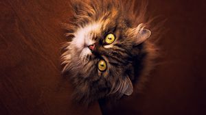 Preview wallpaper cat, gray, fluffy, pet