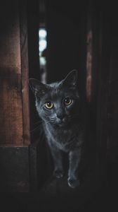 Preview wallpaper cat, gray, glance, pet, dark