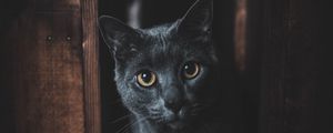 Preview wallpaper cat, gray, glance, pet, dark