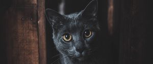 Preview wallpaper cat, gray, glance, pet, dark