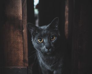 Preview wallpaper cat, gray, glance, pet, dark