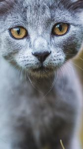 Preview wallpaper cat, gray, glance, pet