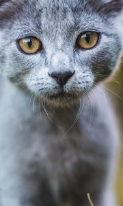 Preview wallpaper cat, gray, glance, pet