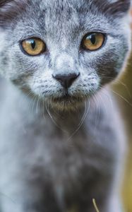 Preview wallpaper cat, gray, glance, pet