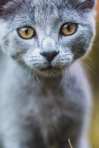 Preview wallpaper cat, gray, glance, pet