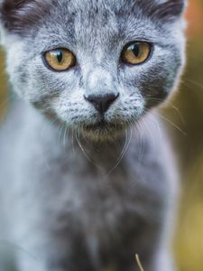 Preview wallpaper cat, gray, glance, pet