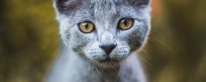 Preview wallpaper cat, gray, glance, pet