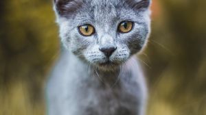 Preview wallpaper cat, gray, glance, pet