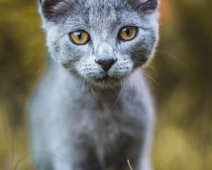 Preview wallpaper cat, gray, glance, pet