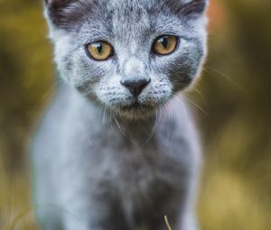 Preview wallpaper cat, gray, glance, pet