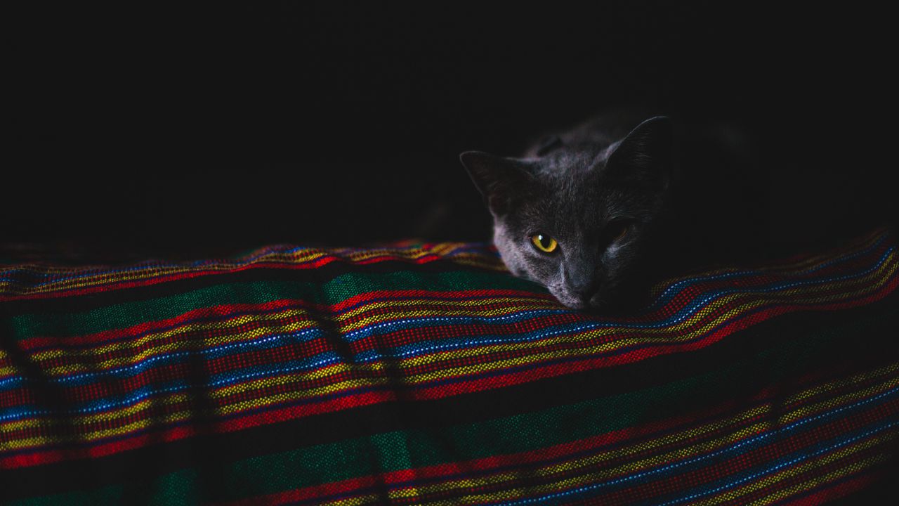 Wallpaper cat, gray, muzzle, dark