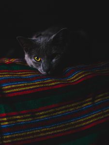 Preview wallpaper cat, gray, muzzle, dark
