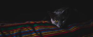 Preview wallpaper cat, gray, muzzle, dark