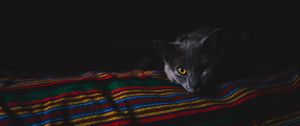 Preview wallpaper cat, gray, muzzle, dark