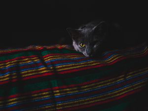 Preview wallpaper cat, gray, muzzle, dark