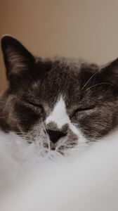 Preview wallpaper cat, gray, muzzle, sleep, pet