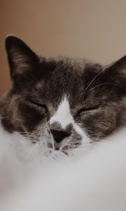 Preview wallpaper cat, gray, muzzle, sleep, pet