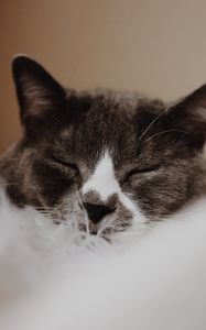 Preview wallpaper cat, gray, muzzle, sleep, pet