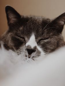 Preview wallpaper cat, gray, muzzle, sleep, pet