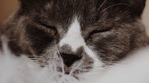 Preview wallpaper cat, gray, muzzle, sleep, pet