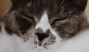 Preview wallpaper cat, gray, muzzle, sleep, pet