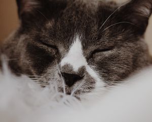 Preview wallpaper cat, gray, muzzle, sleep, pet