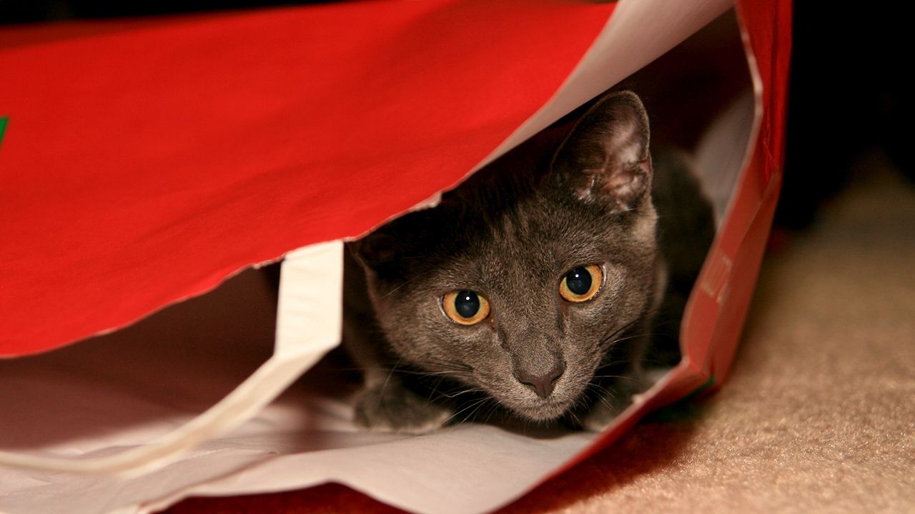 Wallpaper cat, gray, package, hide, muzzle, look