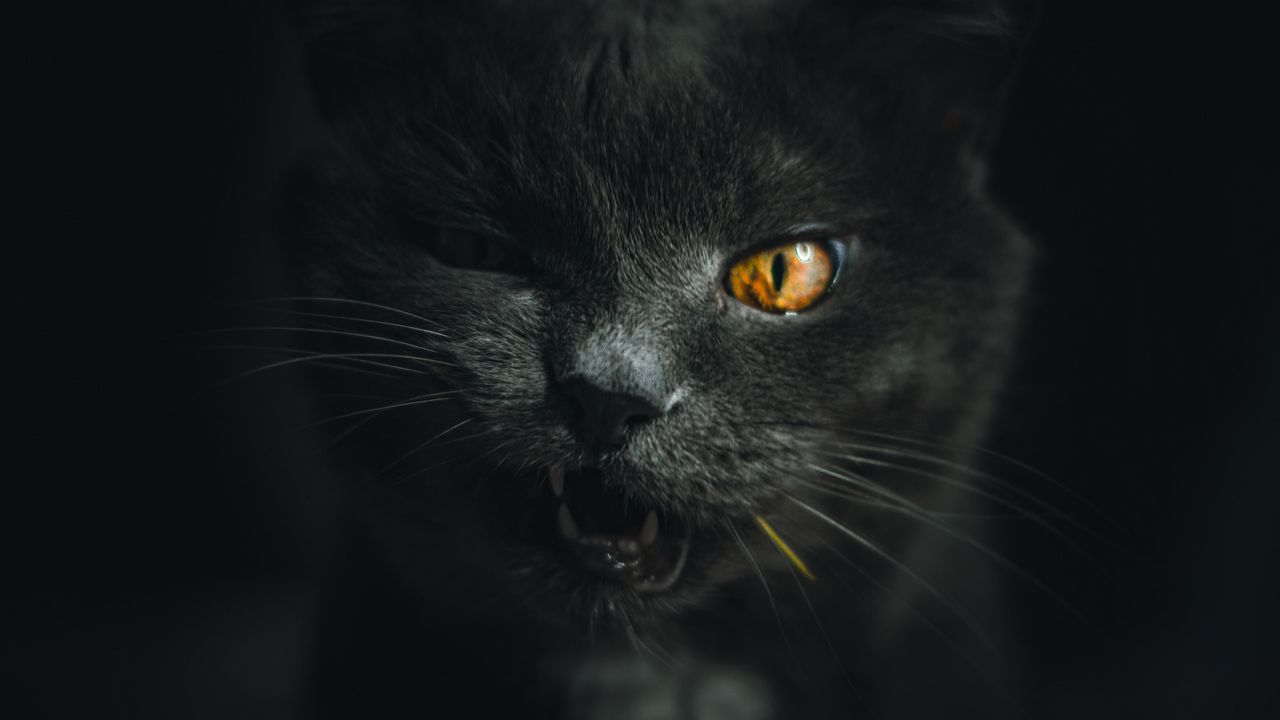 Wallpaper cat, gray, pet, face